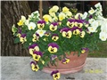 maćuhice - lat. Viola x wittrockiana (multiflora)